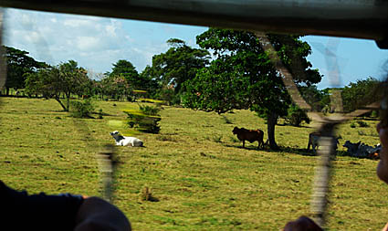 République Dominicaine, Vaches